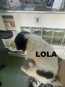 LOLA